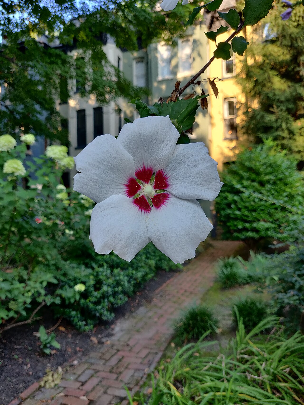 Fotografi av en blomma.